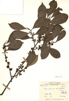 藏品(森氏紅淡比)的圖片